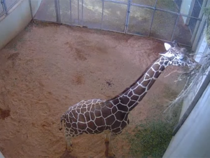 Live Temporary Birth Watch Cam - Bailey, reticulated giraffe at Cheyenne Mountain Zoo