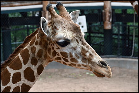 Giraffe 'BB' portrait