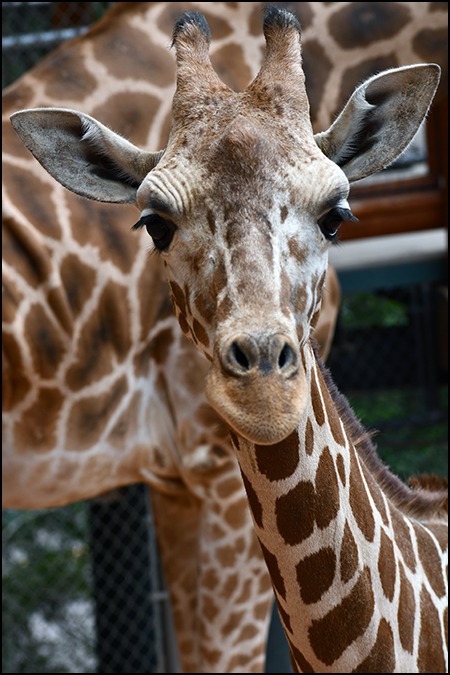 Giraffe 'BB' portrait