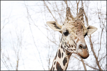 Khalid, male reticulated giraffe