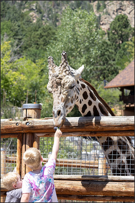 Khalid, male reticulated giraffe with guest feeding lettuce