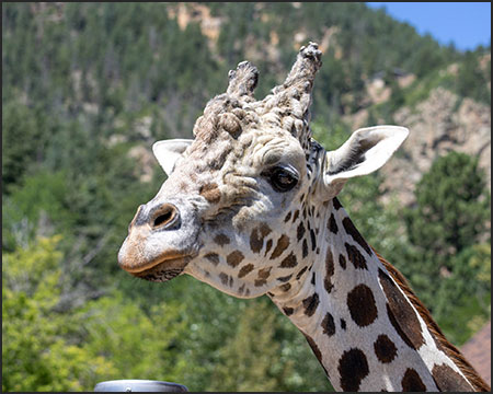 Khalid, male reticulated giraffe
