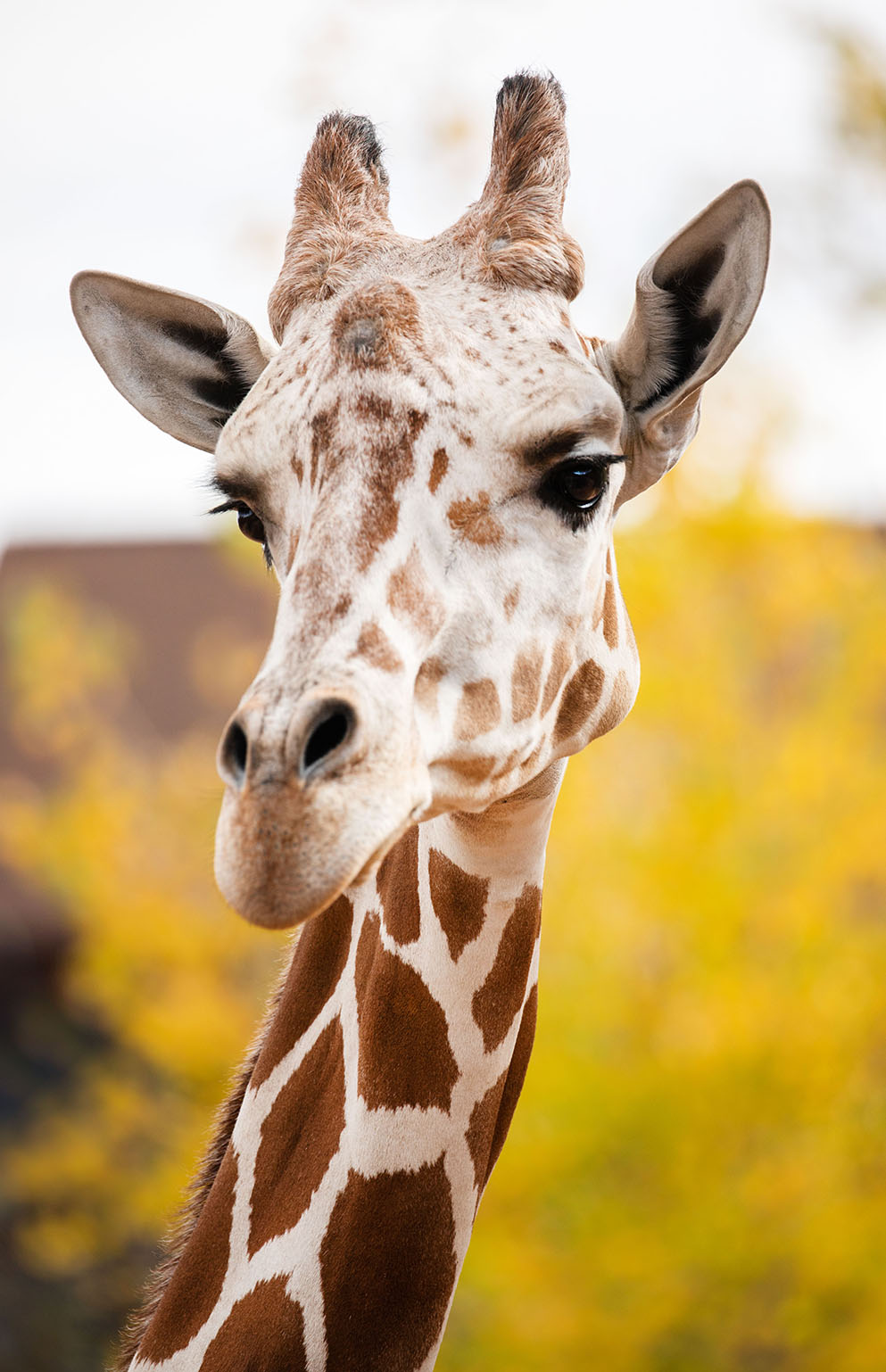 Mashama, male reticulated giraffe portrait