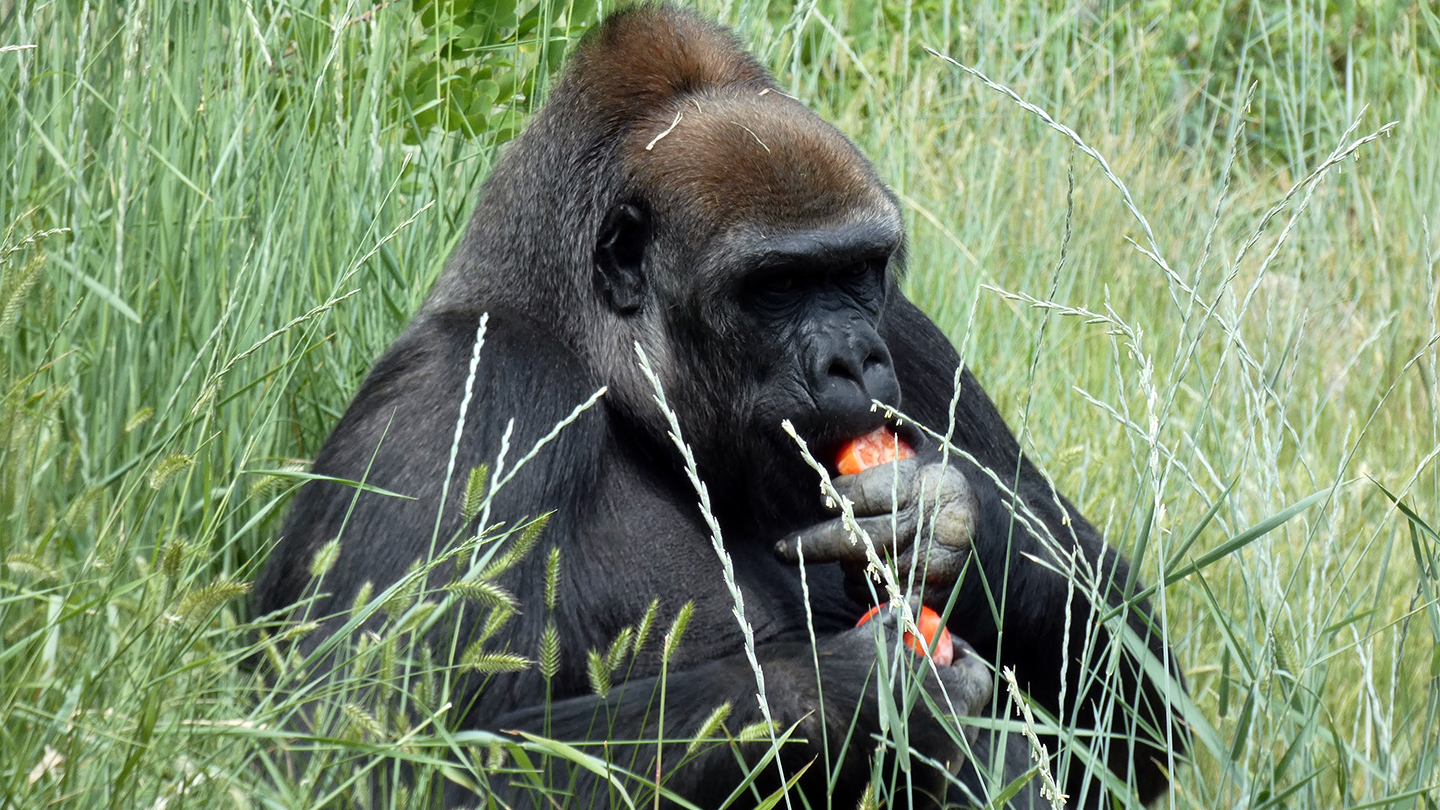 Male Western Lowland gorilla Goma eating apple outside in the grass at Cheyenne Mountain Zoo