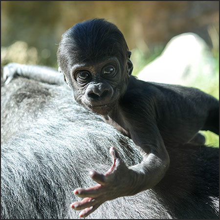 Asha's western lowland gorilla baby boy, Sully portrait