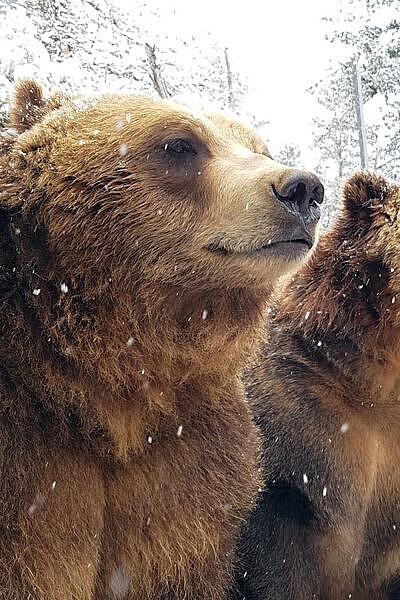 Brown bears vie with wolves for food