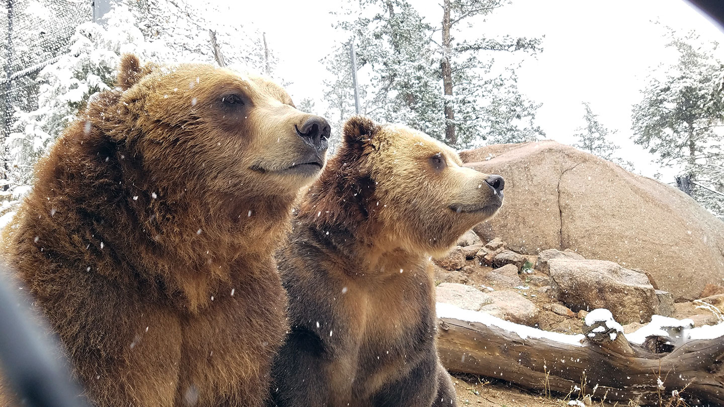 Grizzly bears Emmett and Digger in the snow at Rocky Mountain Wild area