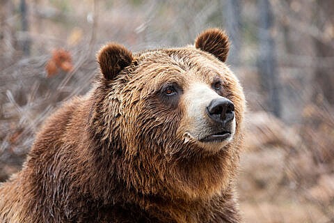 https://www.cmzoo.org/wp-content/uploads/Grizzly-bear-480x320.jpg