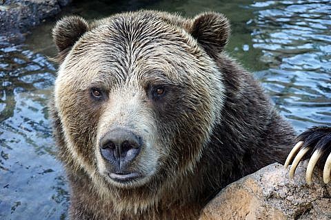 Grizzly Bear