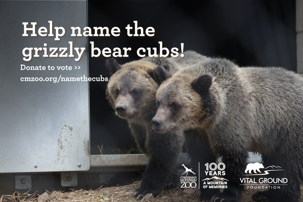 Grizzly bear cub at Cheyenne Mountain Zoo playing in their area