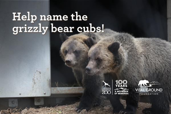Help Name Our Grizzly Bear Cubs at Cheyenne Mountain Zoo - family event in Colorado Springs on August 7, 2026