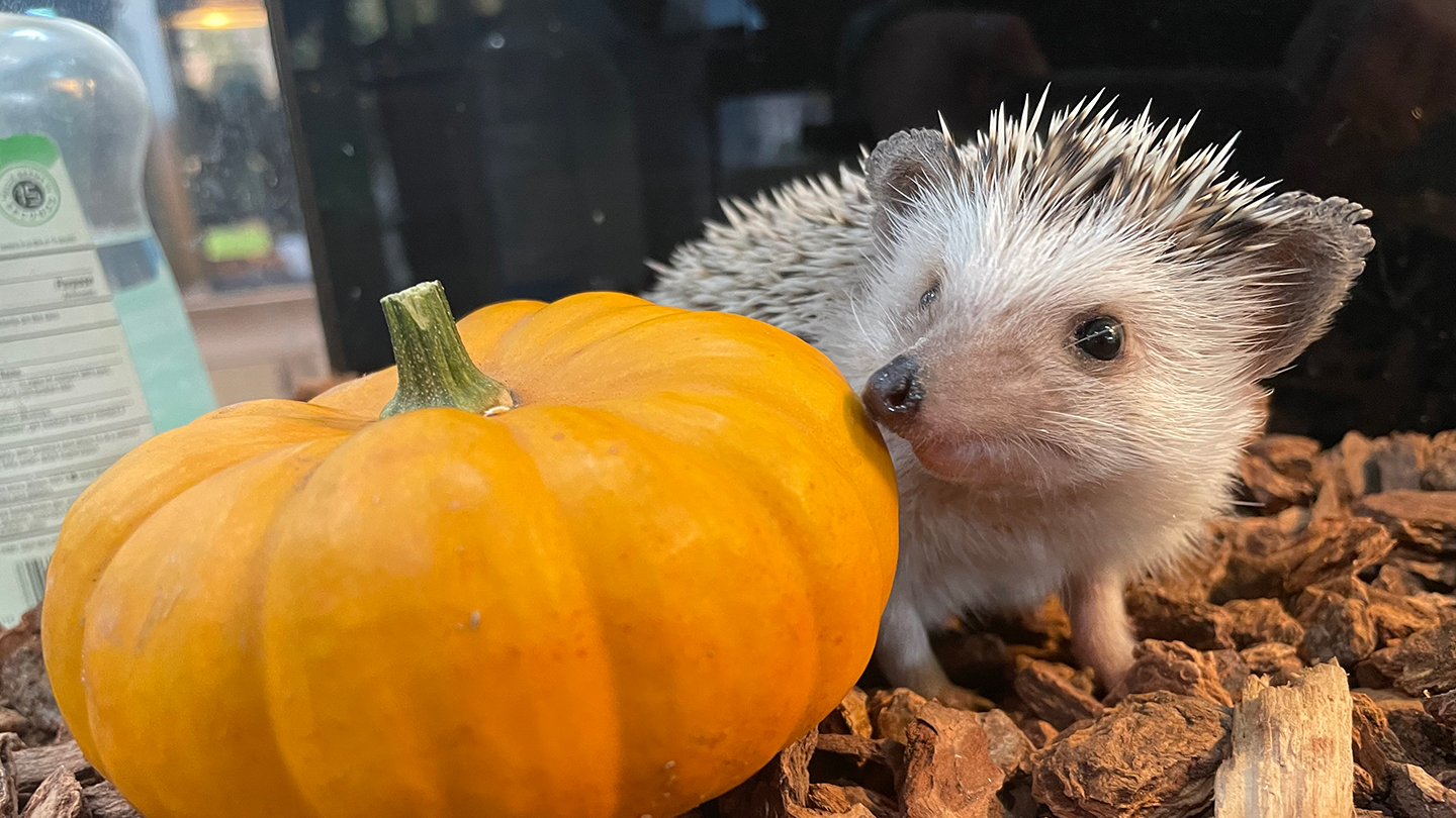 Hedgehog 'Groot' portrait with a small pumpkin