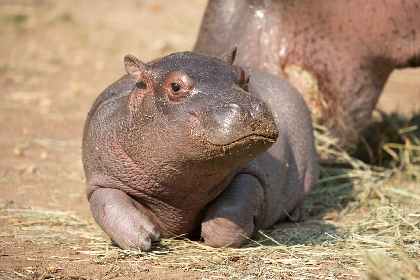 Baby Hippo Name Reveal - CMZoo