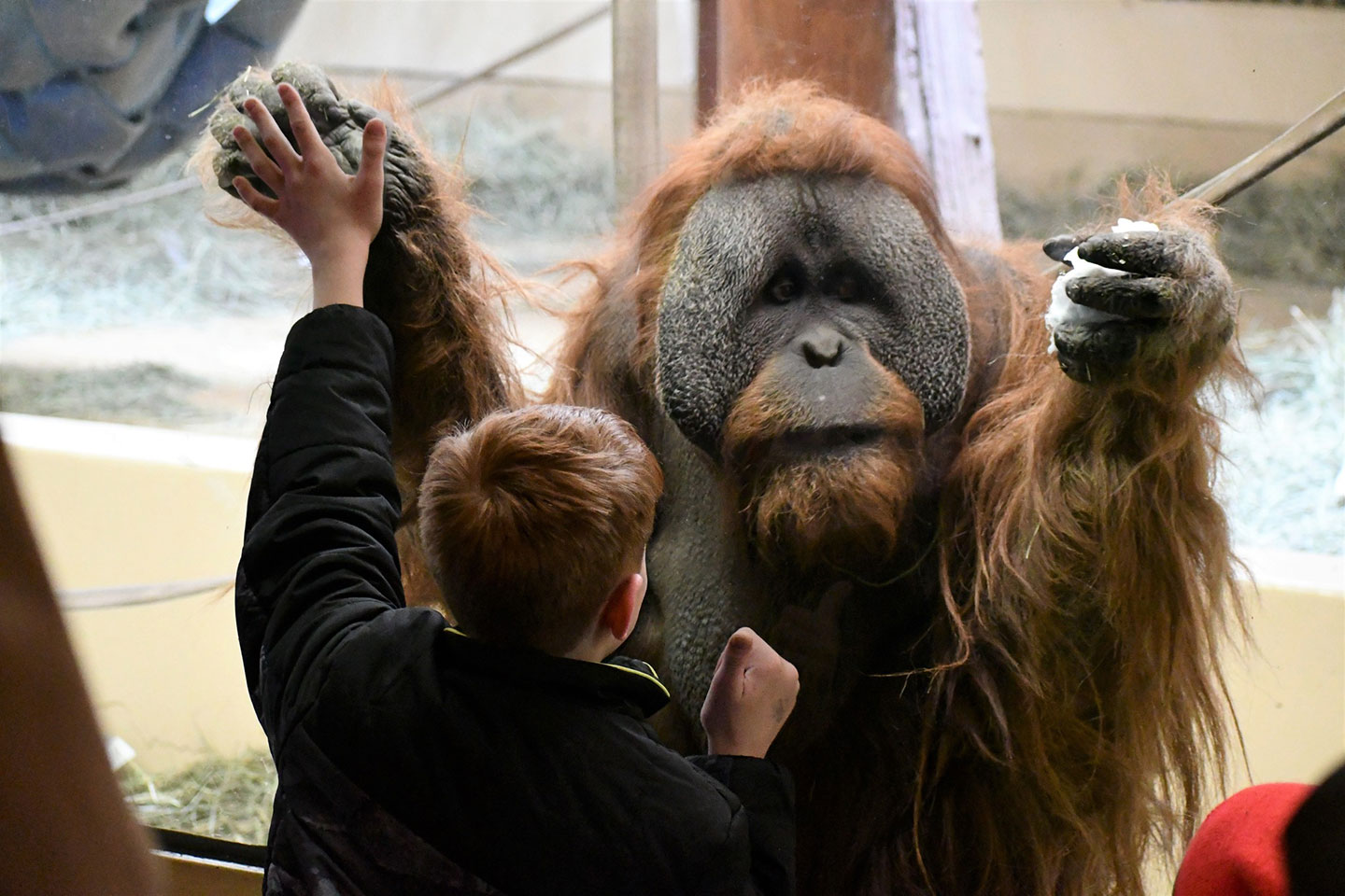 Boy connecting with orangutan through glass at Cheyenne Mountiain Zoo's Primate World exhibit