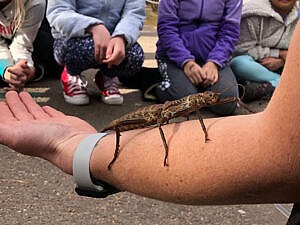 Large walking stick on keepers arm