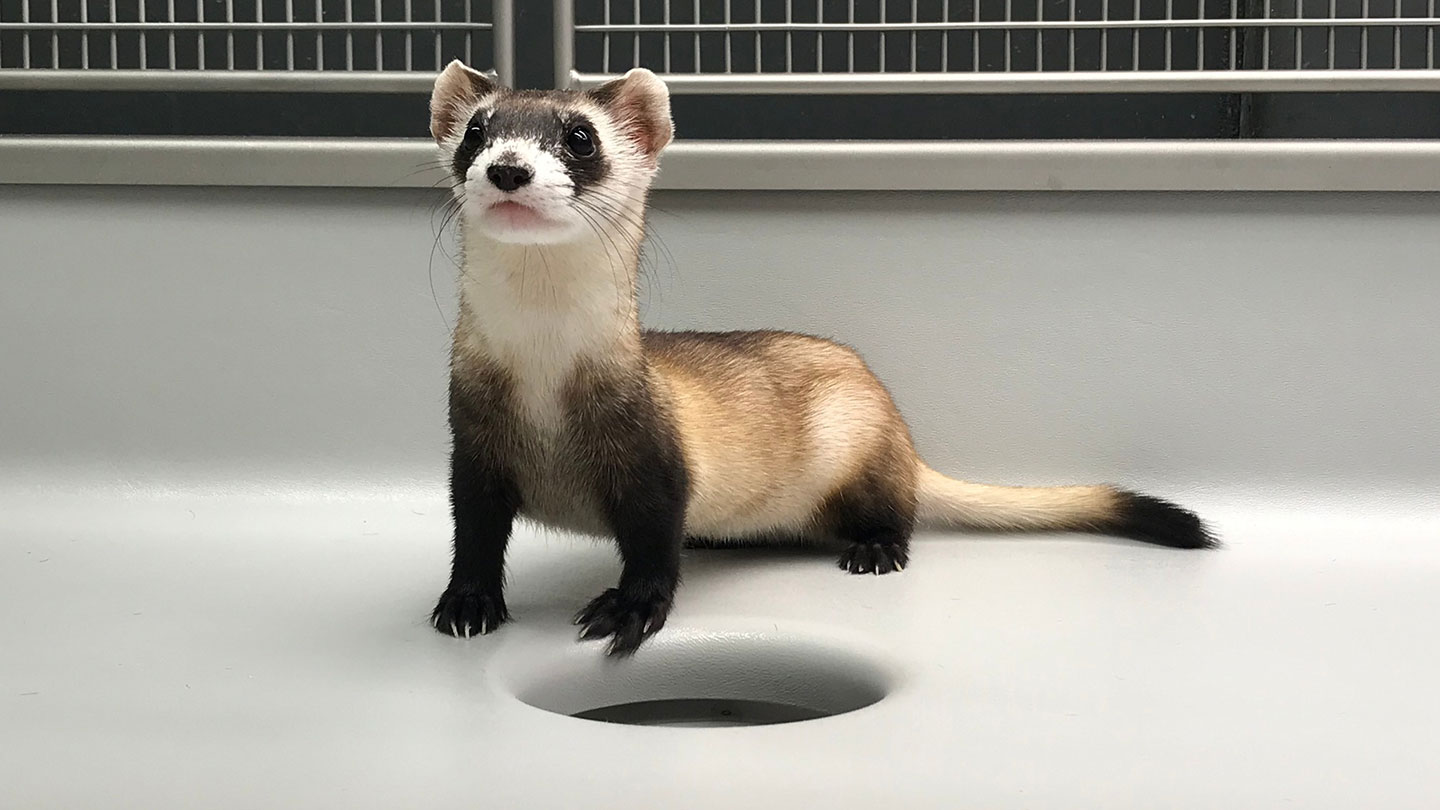 Black-footed ferret staiding by a den hole in Conservation area of Cheyenne Mountain Zoo