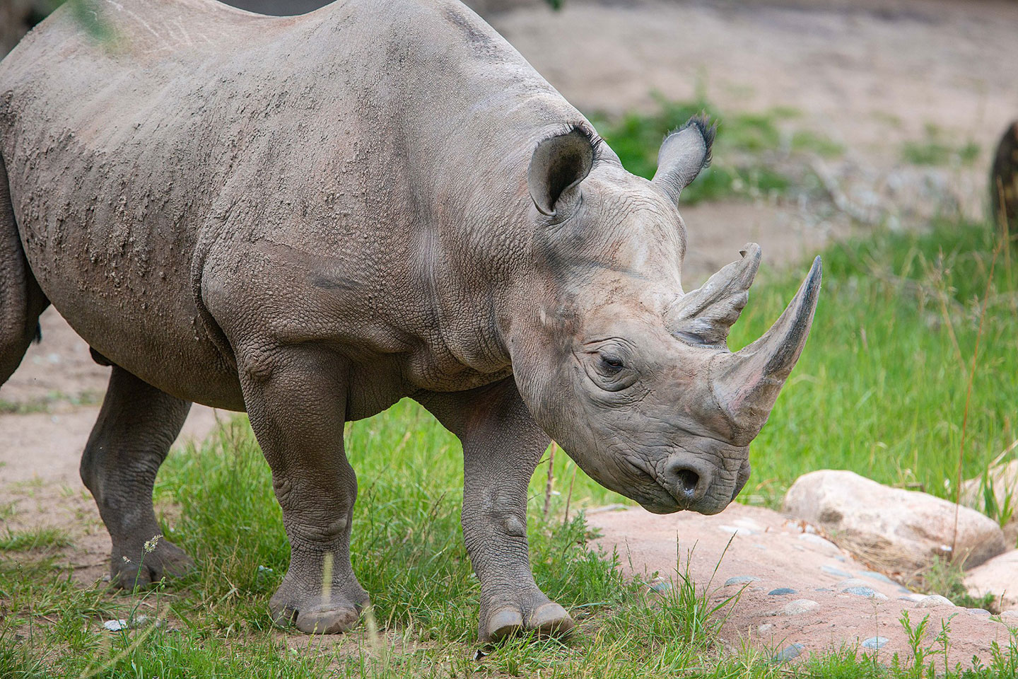 Featured Animals - Eastern Black Rhino - CMZoo