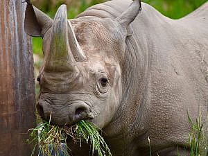 Black rhino eating grass