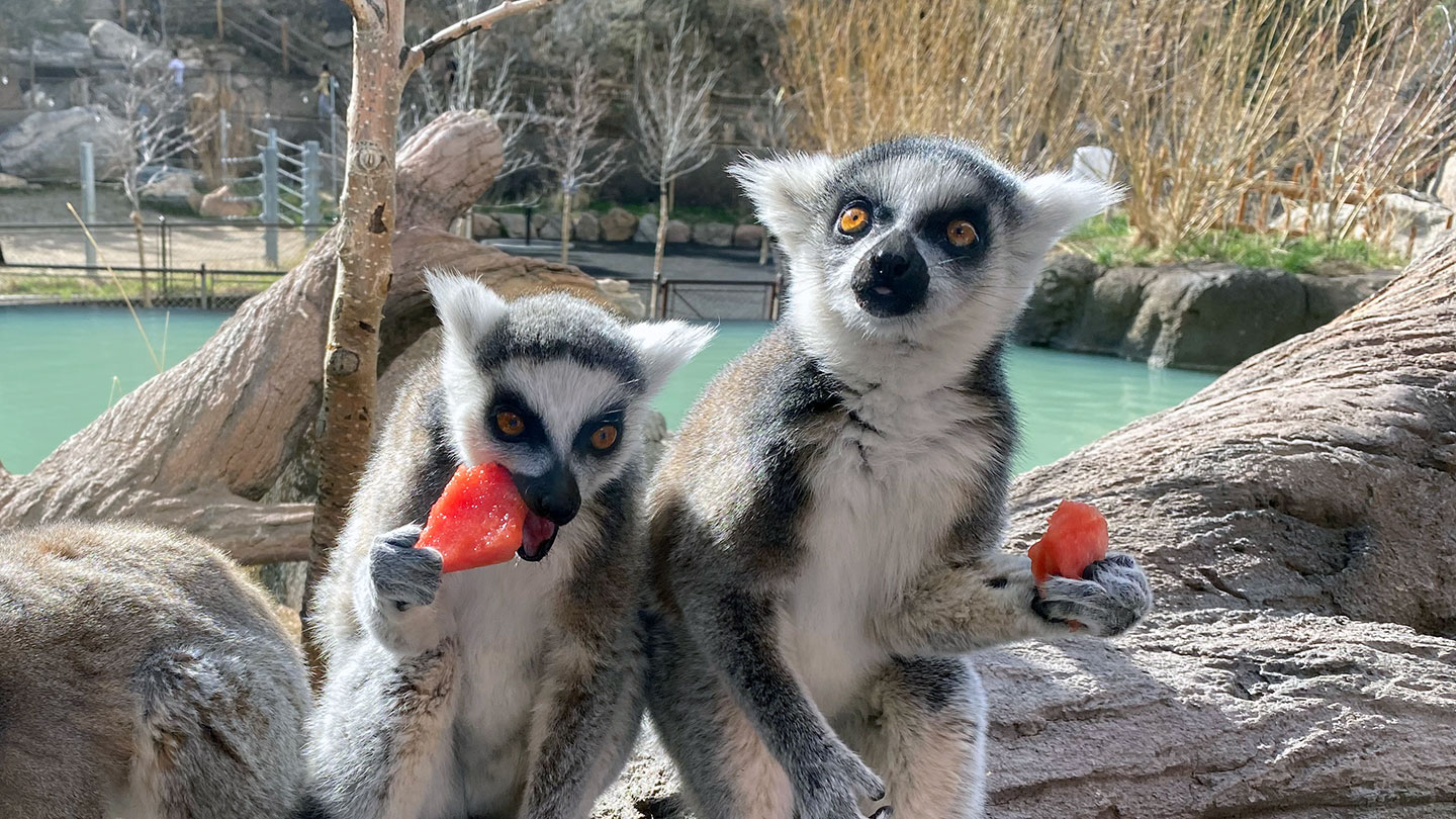 Ring-tailed lemur twins Anja and Maky eating watermelon on their second birthday