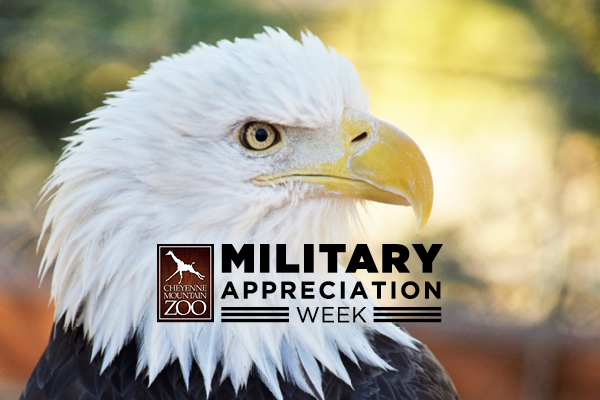 Ouray, bald eagle portrait - Military Appreciation Week image