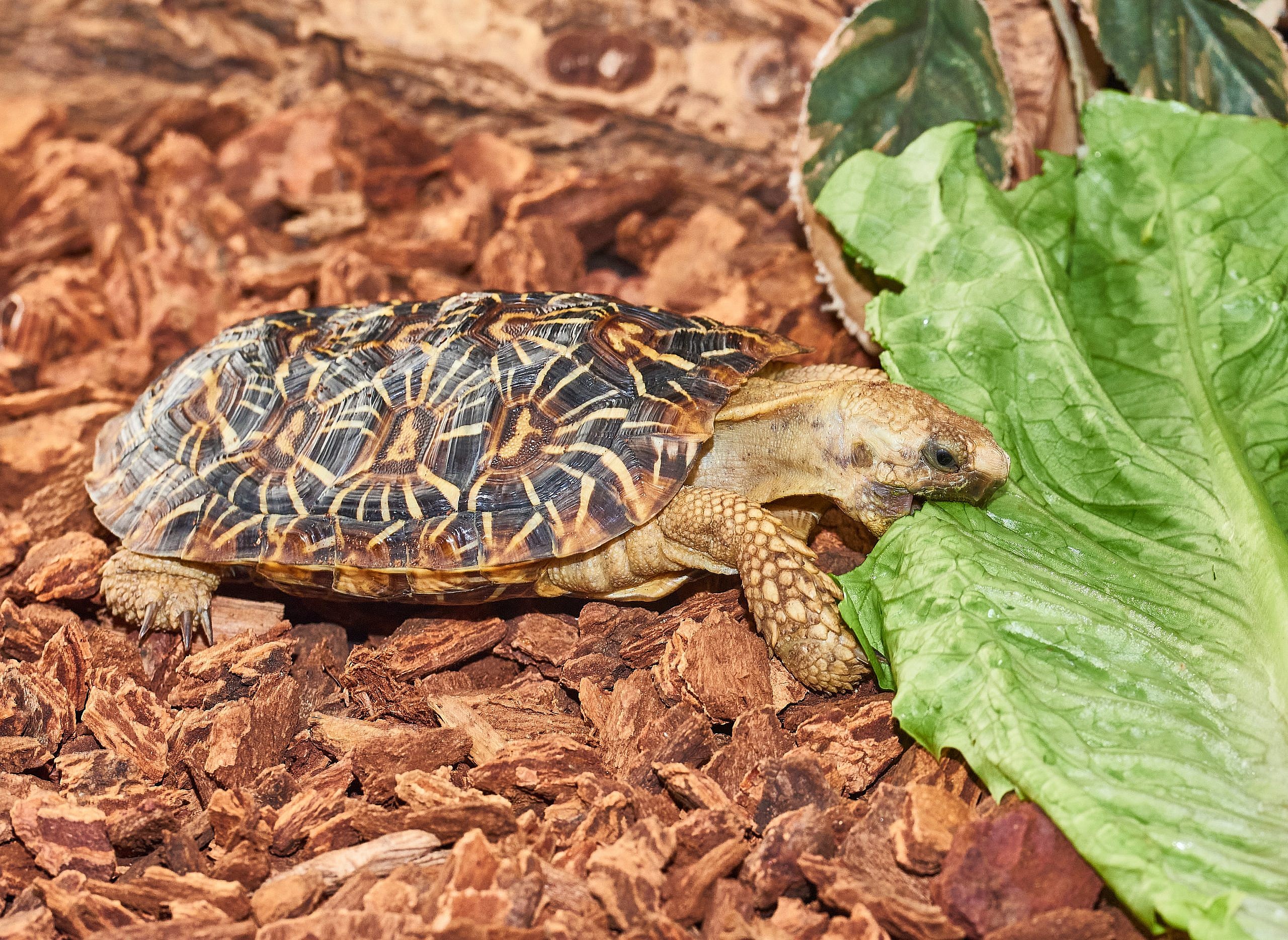 African pancake tortoise 'maple'