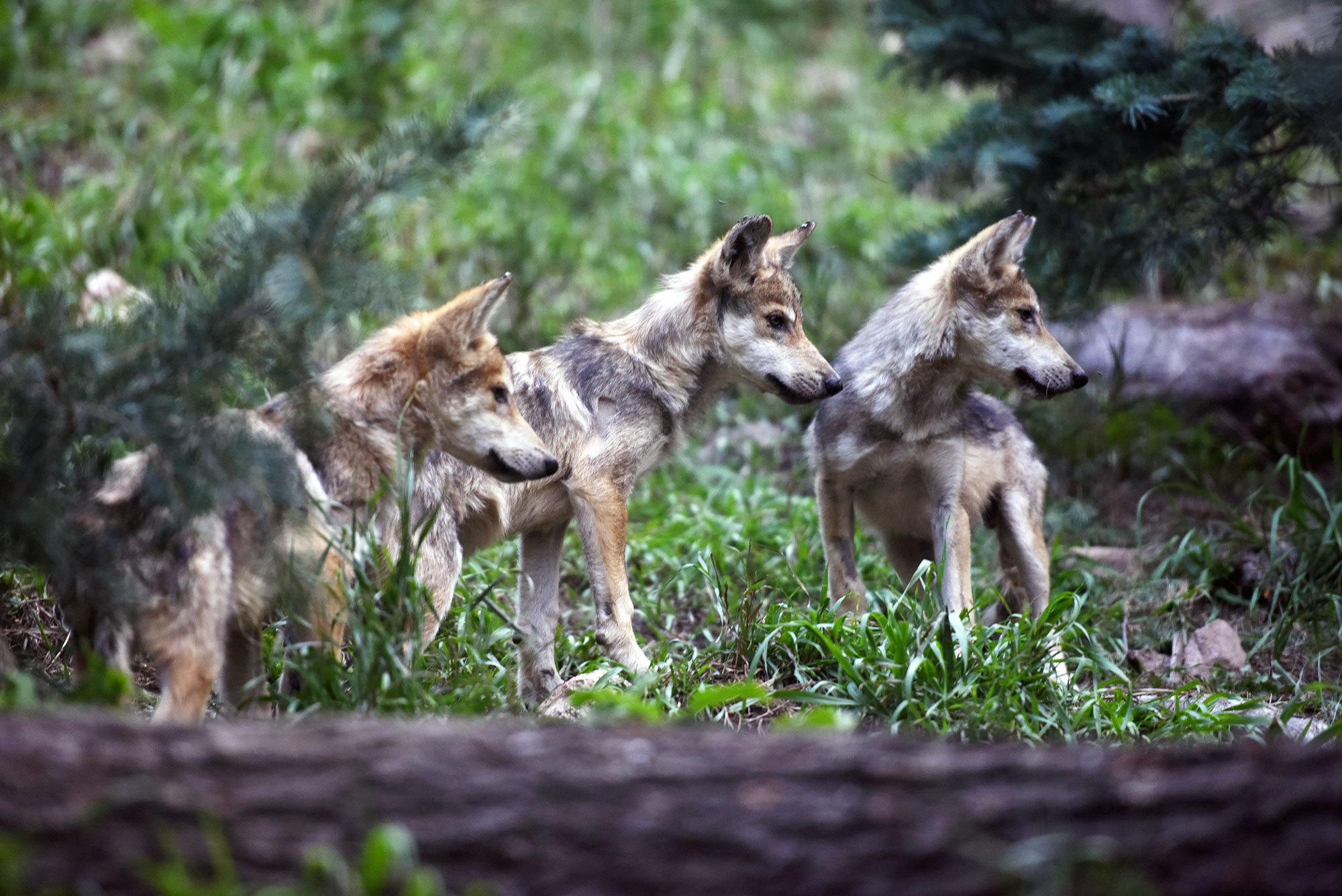 Mexican wolf pack
