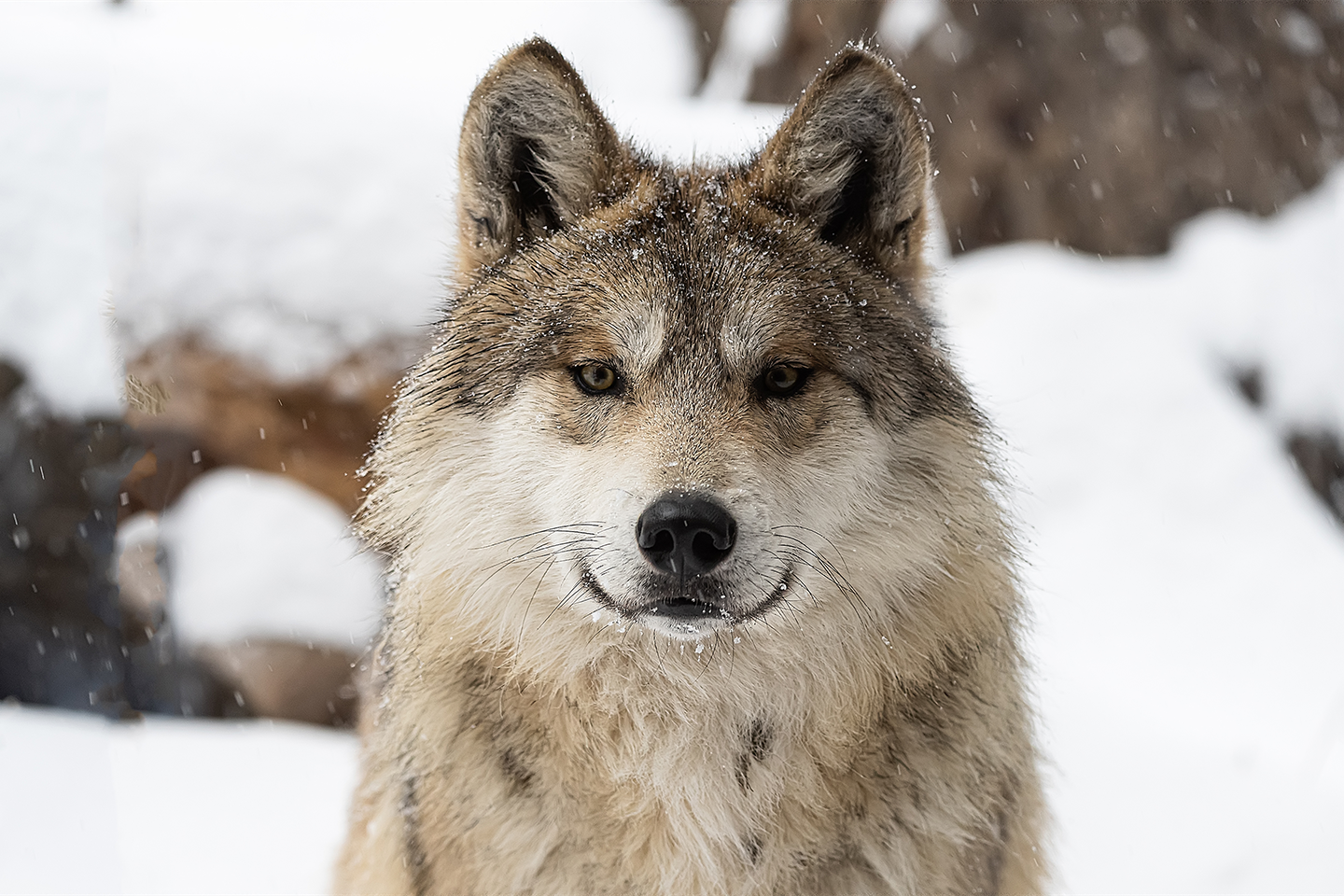 Mexican wolf Phoenix portrait in the snow