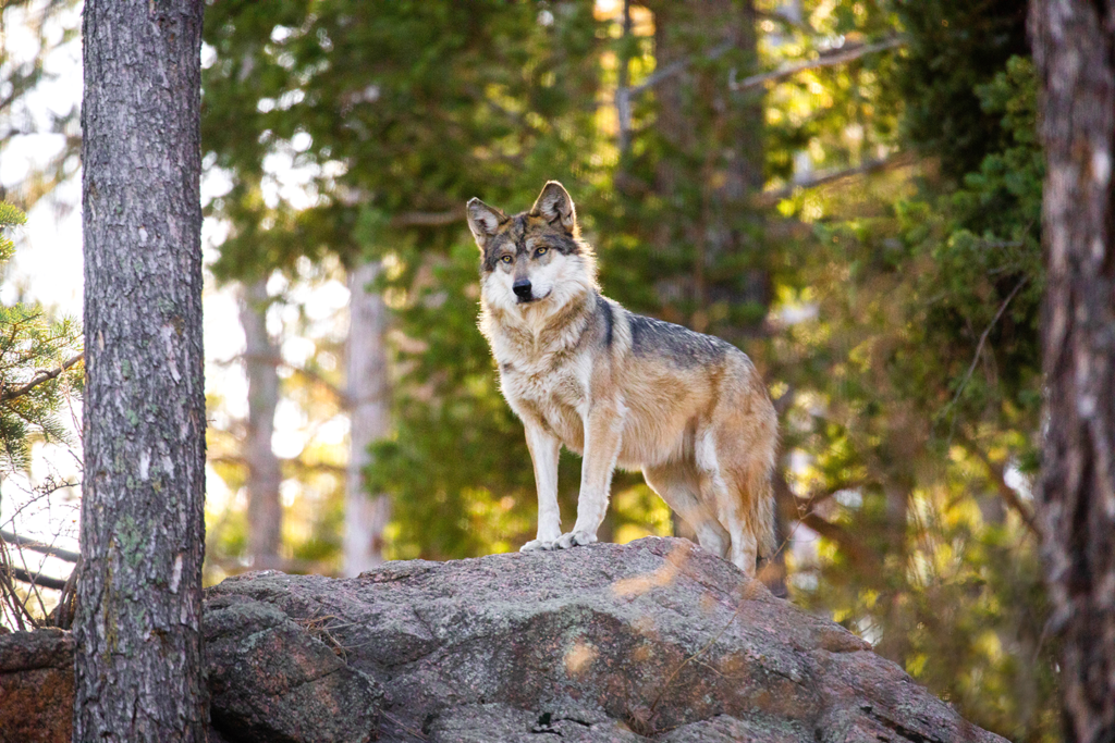 The Desert Wolves - 12インチ2枚セット Featured Animals - Mexican Wolf - CMZoo