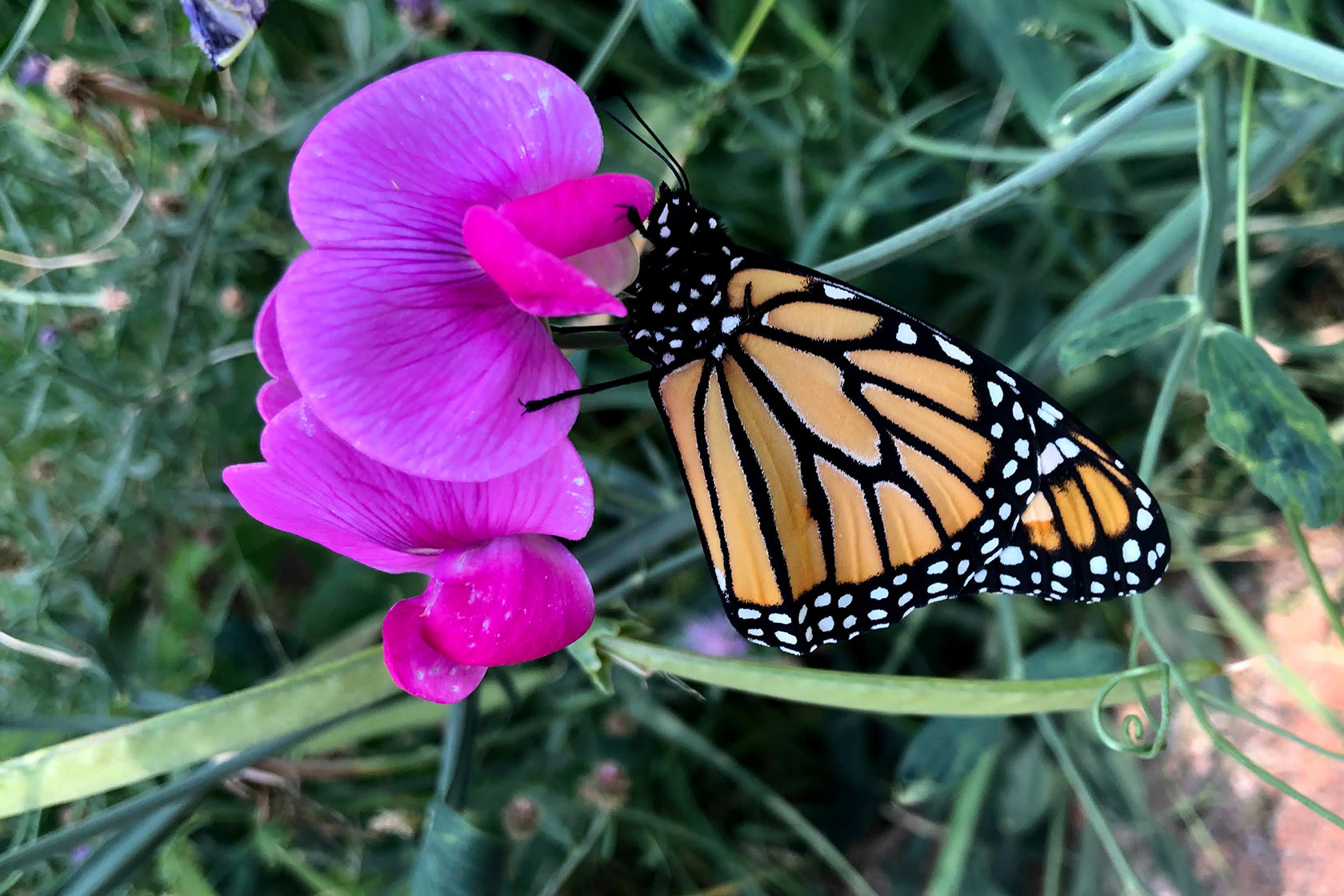 Monarch butterfly on a sweet pea plant flower