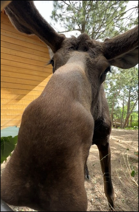 Atka, Alaska moose up-close face portrait