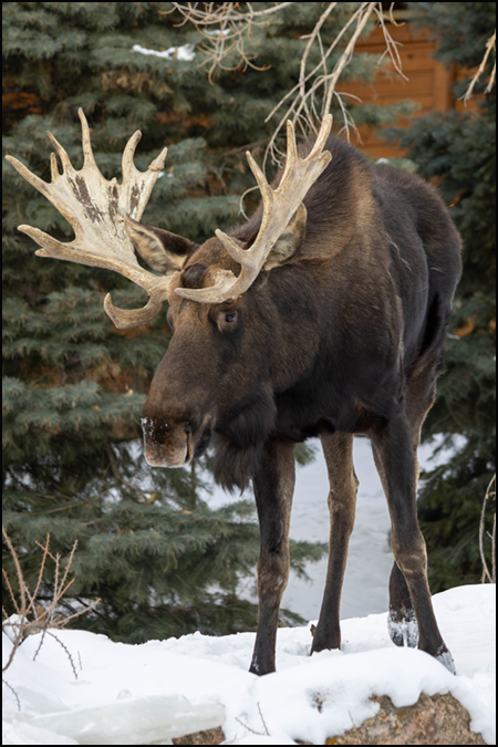 Atka, Alaska moose portrait front view with antlers