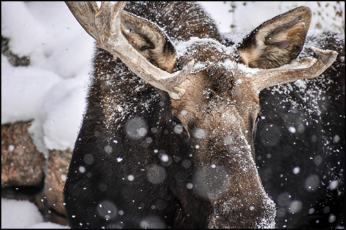 Atka, Alaska moose portrait while its snowing