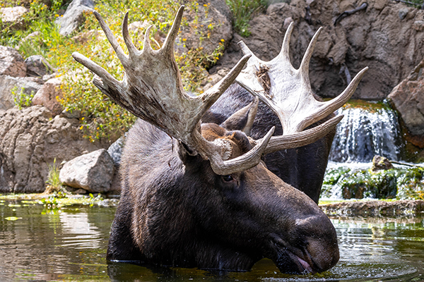 Alaska moose Atka enjoying the pond.