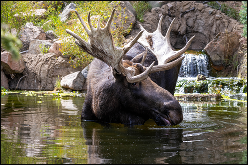 Atka, Alaska moose portrait in the pond at Cheyenne Mountain Zoo