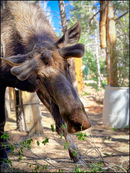 Atka, Alaska moose up-close with antlers beginning growth