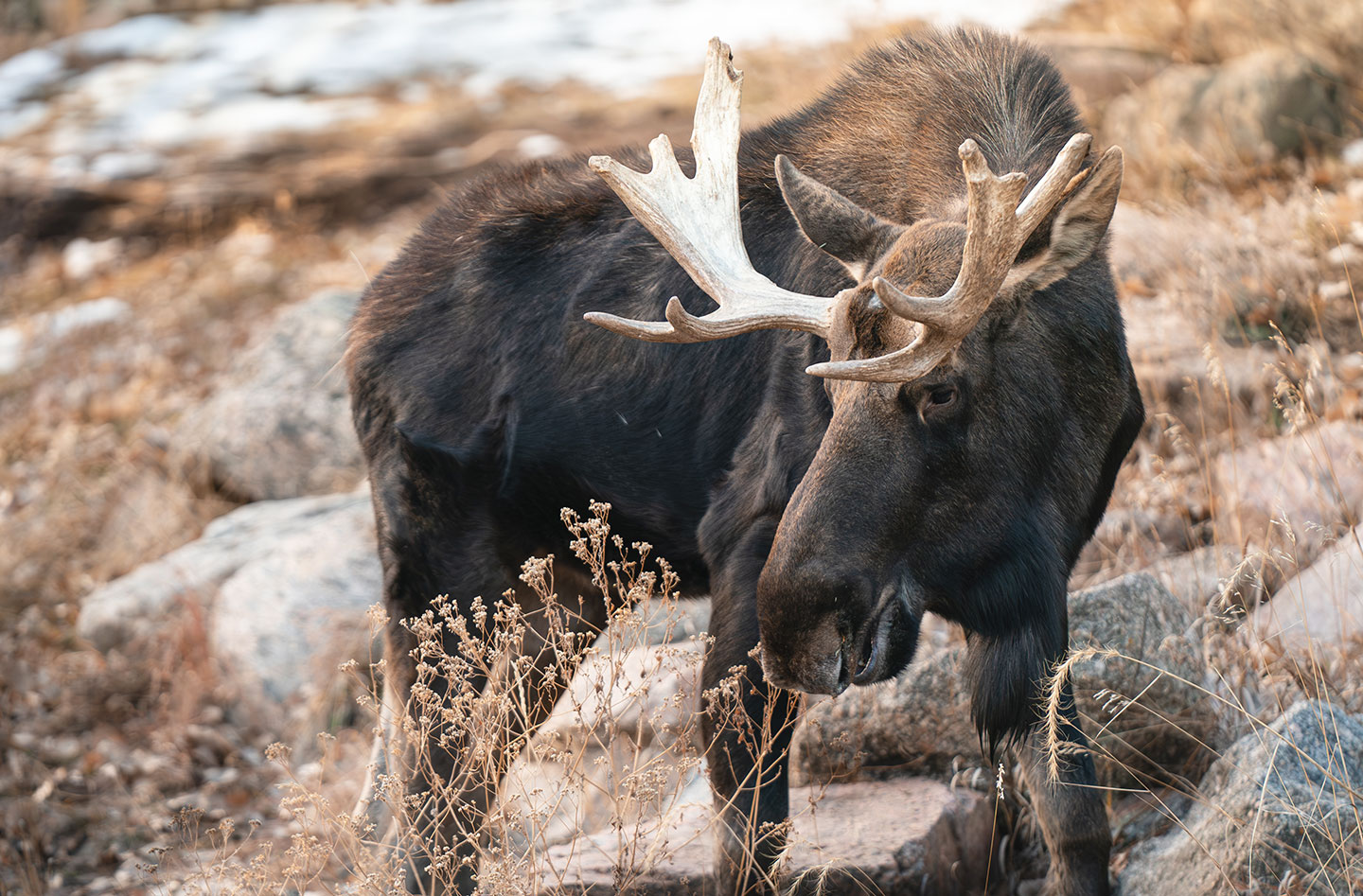 Atka, Alaska moose standing in his area