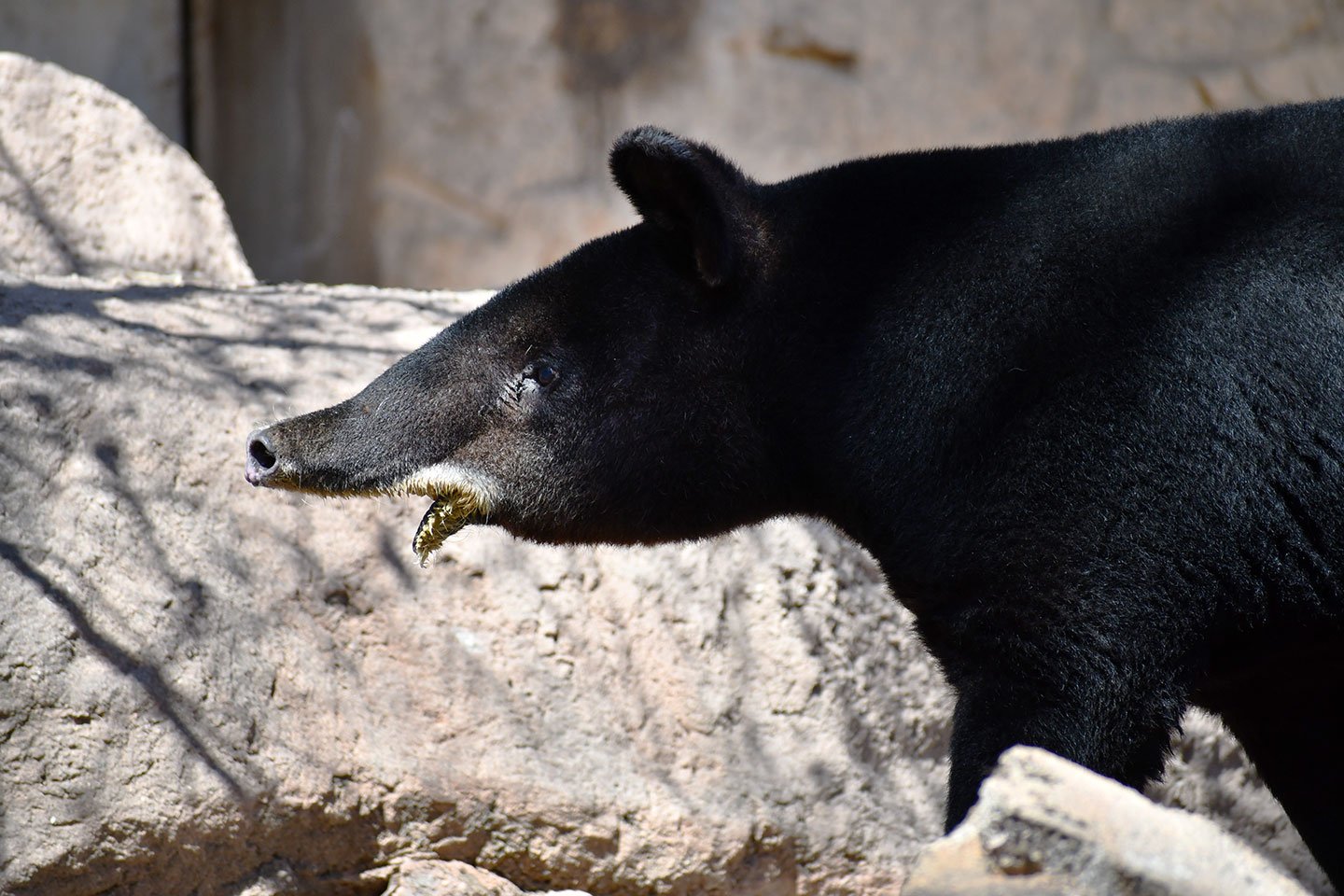 Mountain tapir Mochi, side portrait