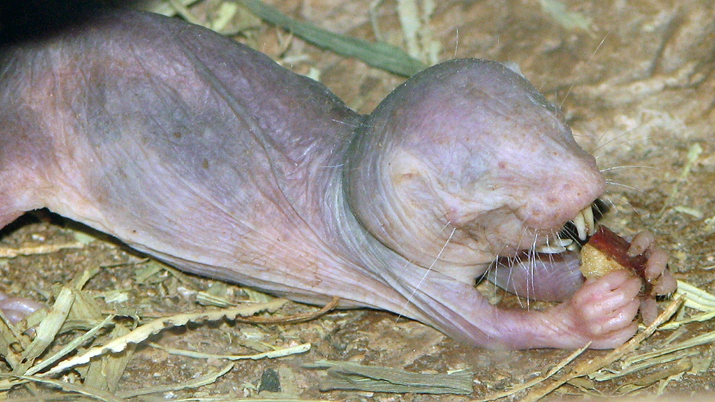 Naked mole rat eating