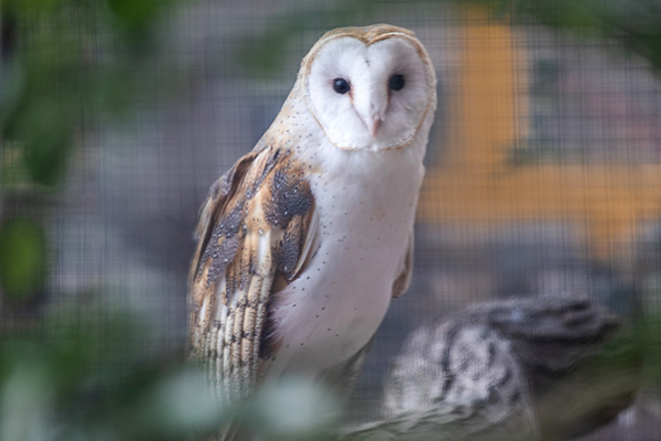 Barn owl Hosier portrait