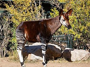 Okapi portrait standing with right side shown