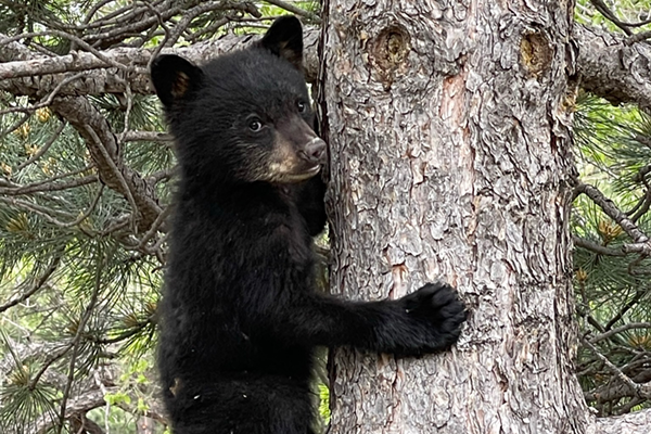 Outdoor School Awaken the Wild class