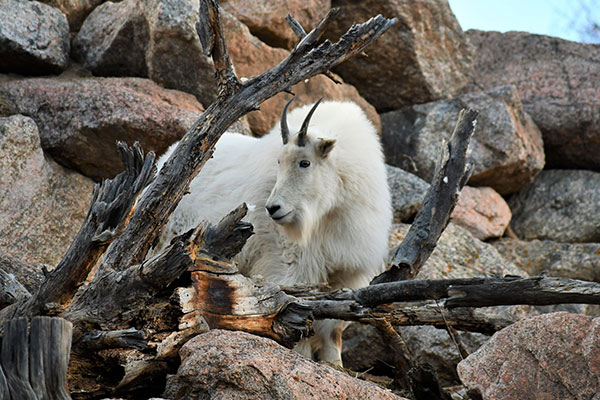 Rocky Mountain goat standing on rocky area habitat at Cheyenne Mountain Zoo