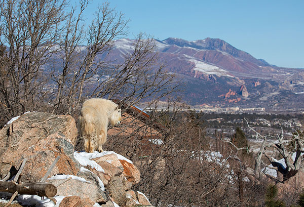 Outdoor School Home Sweet Habitat Rocky Mountain Goat overlooking the city of Colorado Springs from Cheyenne Mountain Zoo
