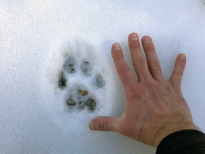 Outdoor School Animal Tracking paw print in the snow with human hand to scale size