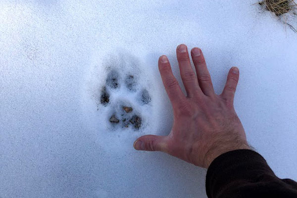 Animal track in the snow comparing size to human hand