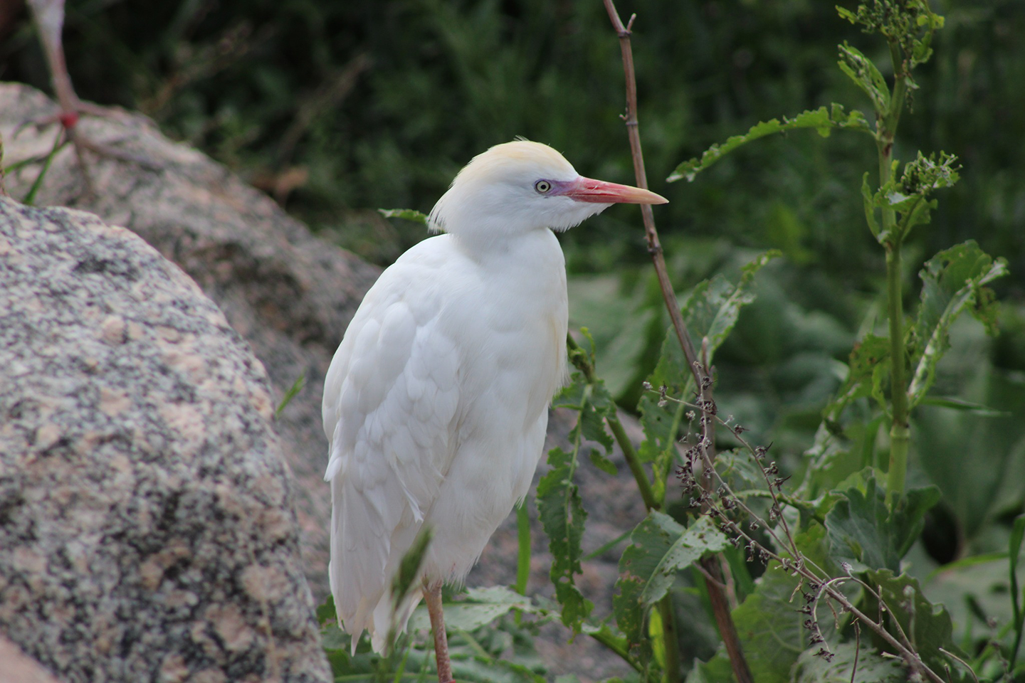 Callte egret portrait