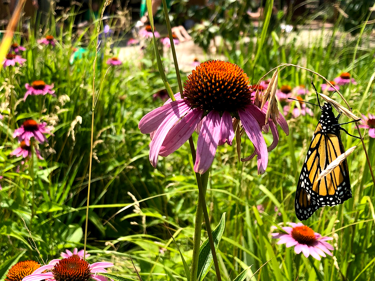 Outdoor School - Echinacea flowers in grass with monarch butterfly