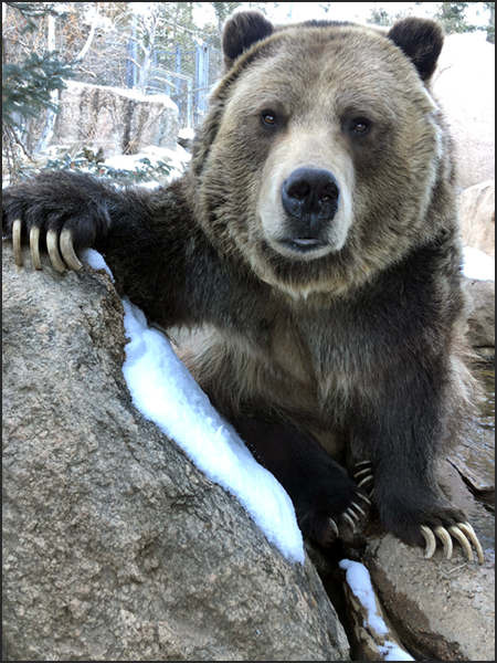 Emmett, grizzly bear portrait at Cheyenne Mountain Zoo