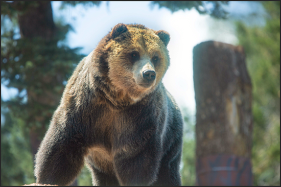 Emmett, grizzly bear portrait at Cheyenne Mountain Zoo