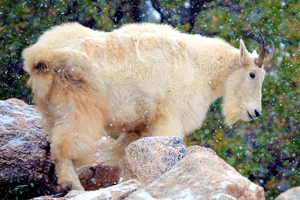 Rocky Mountain goat portrait side view standing on rocks in the snow